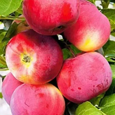 Яблоня СЕРЕБРЯНОЕ КОПЫТЦЕ в Слуцке