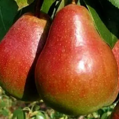 Груша ГЕРА в Слуцке