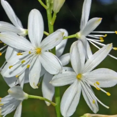 Венечник ветвистый в Слуцке