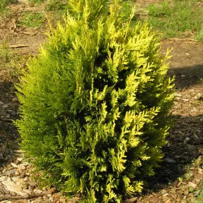 Туя КОППЕР ГОЛД западная в Слуцке