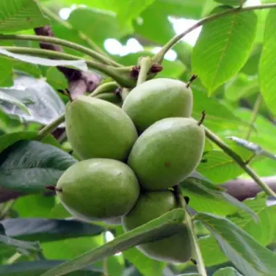 Орех маньчжурский МИЧУРИНЕЦ в Слуцке