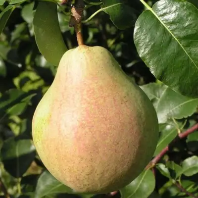 Груша ЛИРА в Слуцке