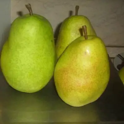 Груша БЕРЕ ЛЮКА в Слуцке