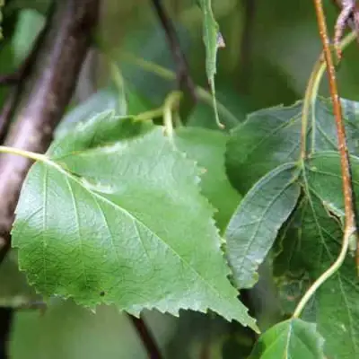 Береза ПОВИСЛАЯ в Слуцке