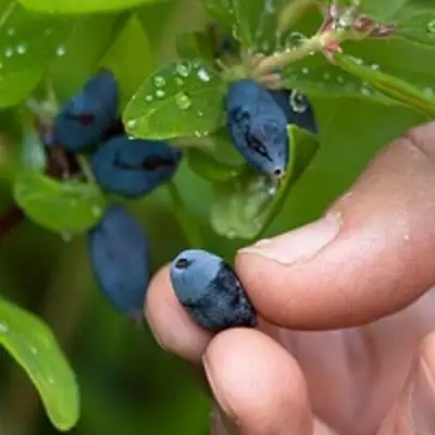 Жимолость съедобная АМФОРА в Слуцке