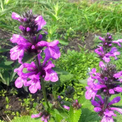 Буквица крупноцветковая в Слуцке