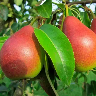 Груша ГЕРА в Слуцке