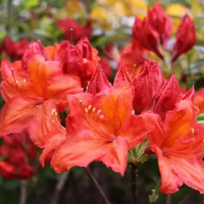 Азалия ЛИЛИНШТЕЙН японская в Слуцке