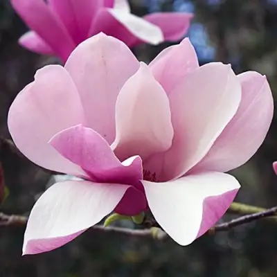 Магнолия РИККИ в Слуцке