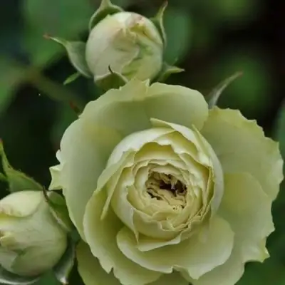 Роза ГРИН ДАЙМОНД миниатюрная в Слуцке