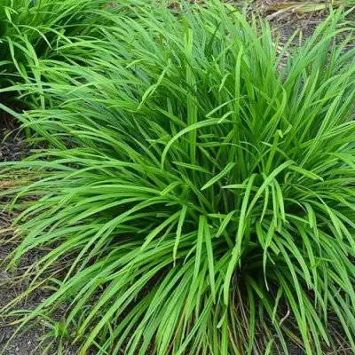 Осока АЙРИШ ГРИН в Слуцке