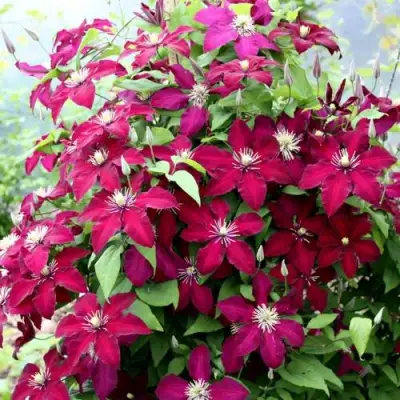 Клематис МАЗОВШЕ в Слуцке
