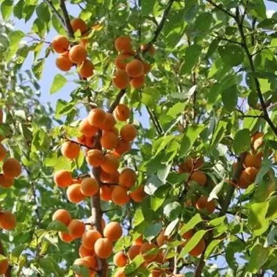 Абрикос ОРЛОВЧАНИН  в Слуцке