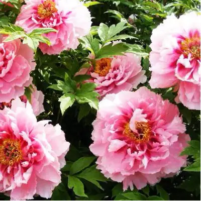 Пион СЕРЕБРИСТЫЙ РУЧЕЙ древовидный в Слуцке