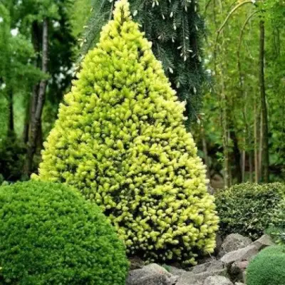 Ель РЕЙНБОУЗ ЭНД сизая в Слуцке