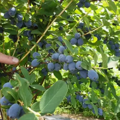 Жимолость съедобная КЛУБНИЧНАЯ СЕНСАЦИЯ в Слуцке