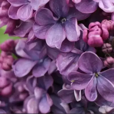 Сирень ВИОЛЕТТА в Слуцке