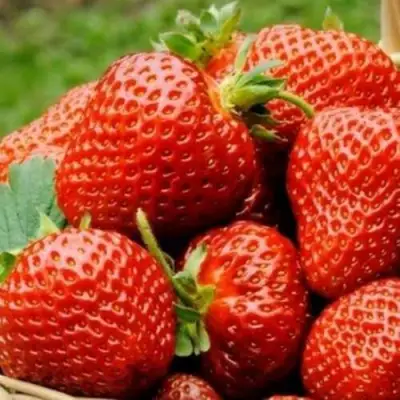 саженцы клубники Флоренс