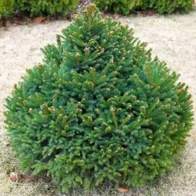 Ель БАРРИ обыкновенная в Слуцке