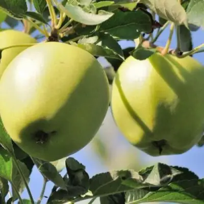 Яблоня САХАРНАЯ в Слуцке