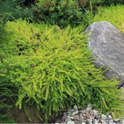 Водяника БЕРНШТЕЙН черная в Слуцке