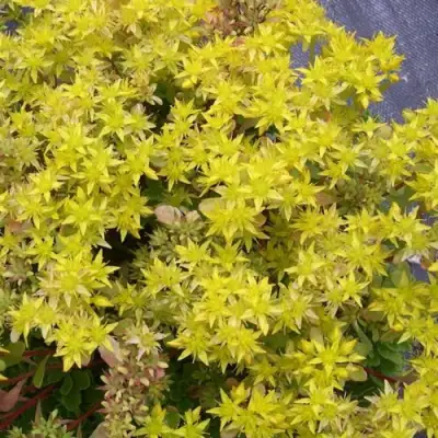 Очиток (седум) ИММЕРГРЮНХЕН в Слуцке