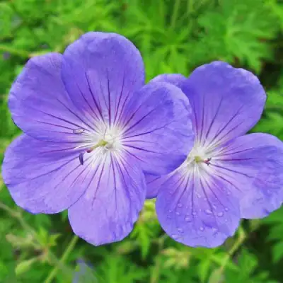 Герань БРУКСАЙД гибридная в Слуцке