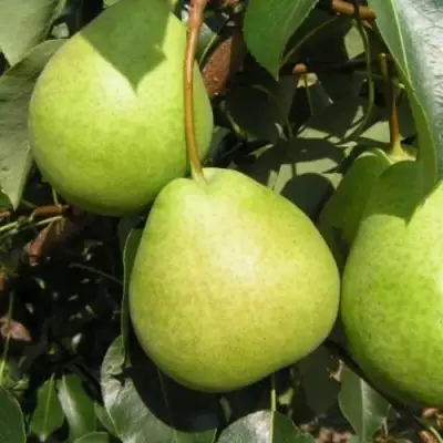 Груша ЛАГОДНАЯ в Слуцке