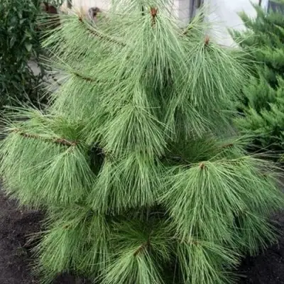 Сосна желтая  в Слуцке