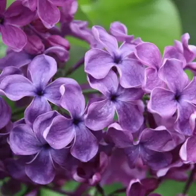 Сирень СУМЕРКИ в Слуцке