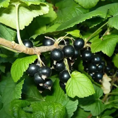 Смородина черная БАГИРА в Слуцке