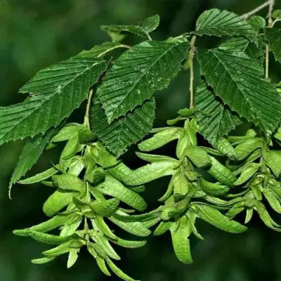 Граб  в Слуцке