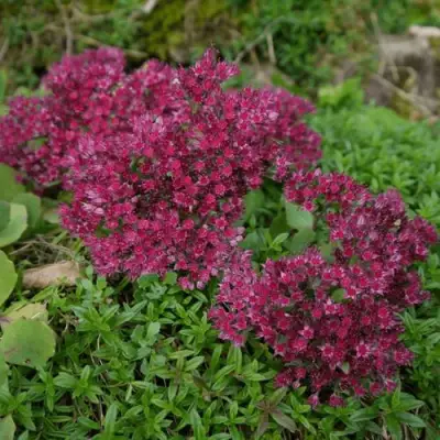 Очиток (седум) РУБИ ГЛОУ скальный в Слуцке