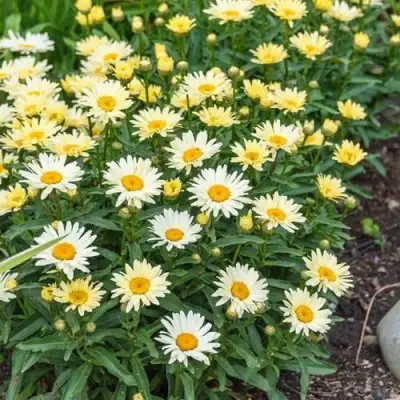 Нивяник БРОДВЕЙ ЛАЙТС великолепный в Слуцке