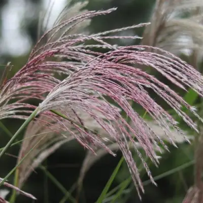 Мискантус МАЛЕПАРТУС китайский  в Слуцке