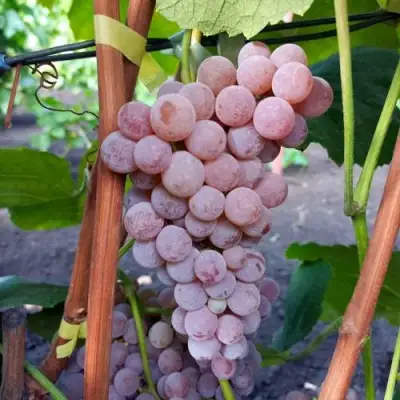 Виноград РИЛАЙНС ПИНК СИДЛИС в Слуцке