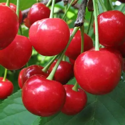 Дюк ПРЕВОСХОДНАЯ ВЕНЬЯМИНОВА в Слуцке