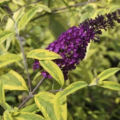 Буддлея давида САНТАНА  в Слуцке