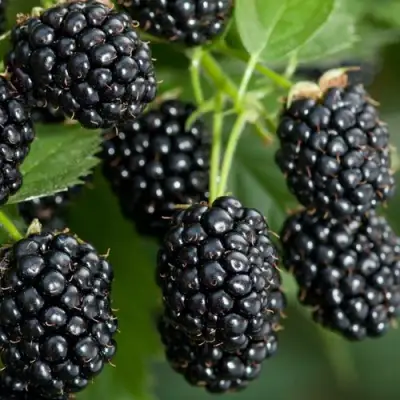Ежевика ЧЕРНАЯ МАГИЯ ремонтантная  в Слуцке