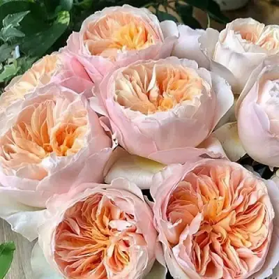 Роза ДЖУЛЬЕТТА английская в Слуцке