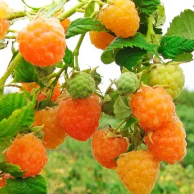 Малина ЗОЛОТЫЕ КУПОЛА в Слуцке