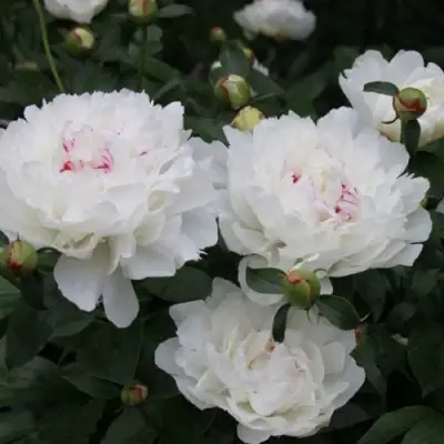 Пион ФЕСТИВА МАКСИМА травянистый в Слуцке