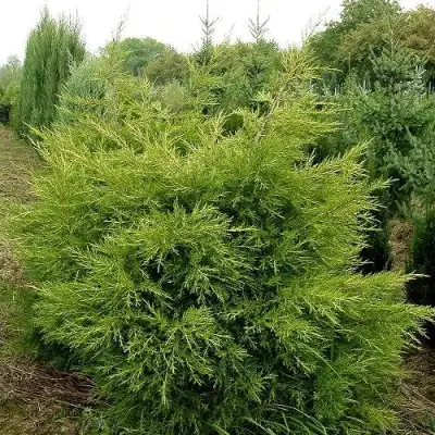 Можжевельник КУРИВАО ГОЛД китайский в Слуцке