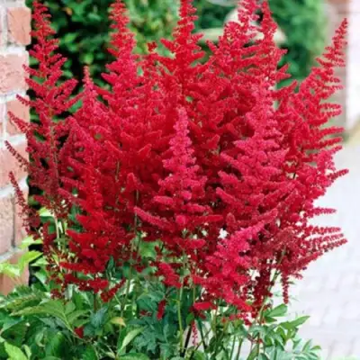 Астильба БУРГУНДИ РЕД Арендса в Слуцке