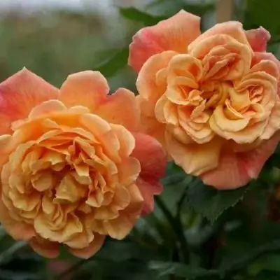 Роза АЛОХА плетистая в Слуцке