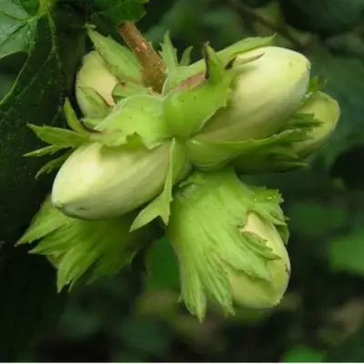 Фундук ТАМБОВСКИЙ ПОЗДНИЙ в Слуцке