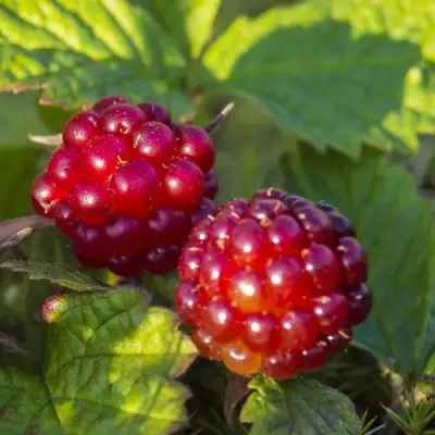 Княженика ЛИНДА в Слуцке