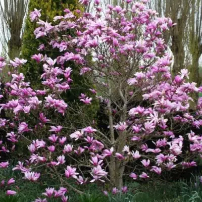 Магнолия ГАЛАКСИ в Слуцке