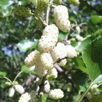 Шелковица БЕЛАЯ МЕДОВАЯ в Слуцке