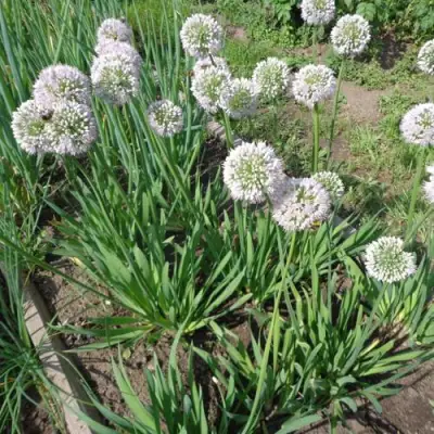 Лук слизун в Слуцке